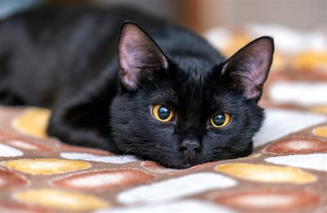 22 Beautiful Black Cat Breeds | Reader's Digest