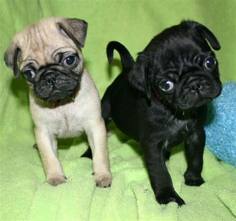 Puppy World: Puppy Pugs Pictures