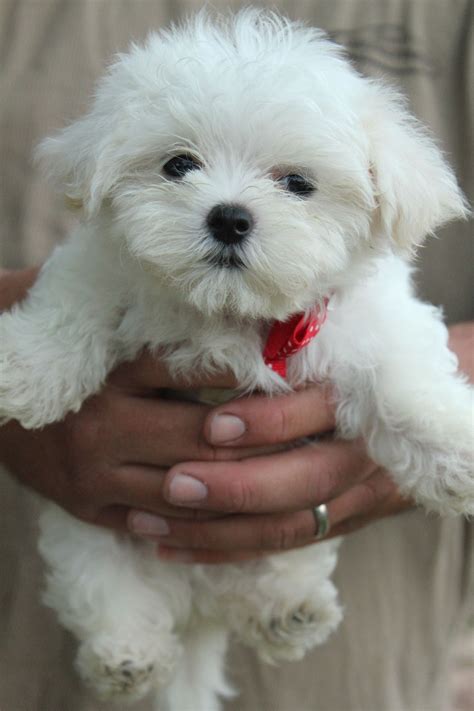 Beautiful bright white Maltese male with such a pretty teddy bear face ...