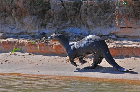 Giant Otter | Marie-France Grenouillet - Wildlife Photographer