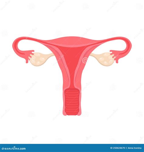 Anatomy Of The Female Reproductive System. Diagram Of The Location Of ...