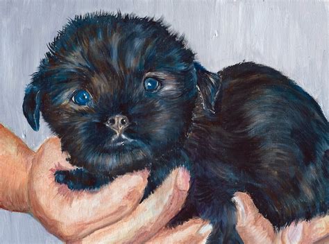 Rules of the Jungle: Affenpinscher puppies