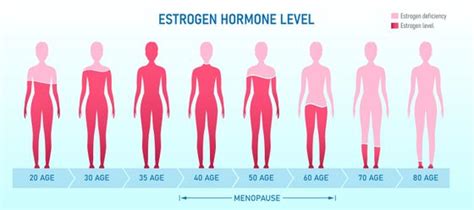 Estrogen - Physiopedia