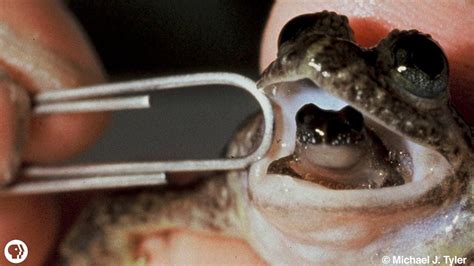 Meet The Frog That Barfs Up Its Babies | Gross Science