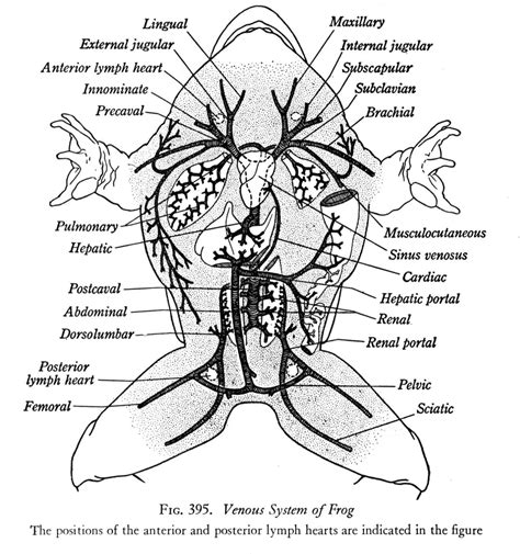 Parts Of A Frog Labeled