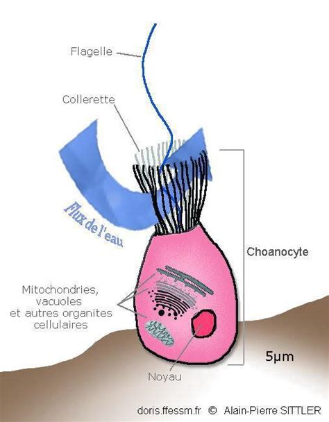 Choanocyte | Glossaire DORIS