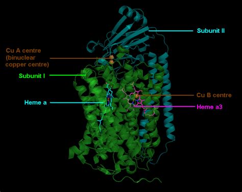 Cytochrome C Oxidase