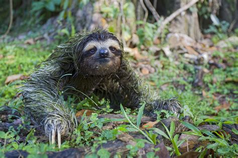 Why Do Sloths Poop on the Ground? | The Sloth Conservation Foundation