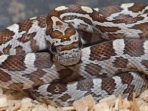 Corn Snake Morphs – 27 Morph List, Pictures & Descriptions | Beyond The ...