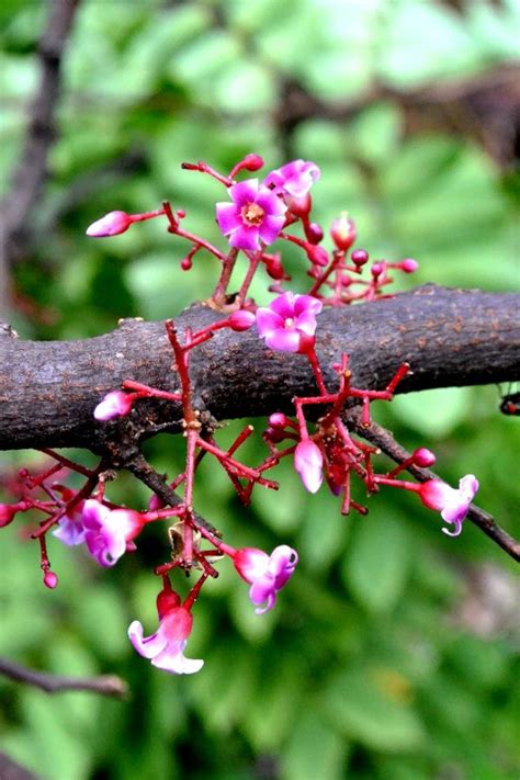 carambola flowers | Love flowers, Garden, Flowers