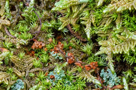 Moss and Lichen on the Forest Floor — Todd Henson Photography