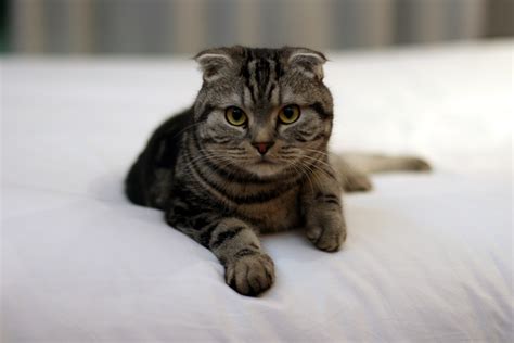 File:Brown Tabby Scottish Fold.jpg - Wikimedia Commons