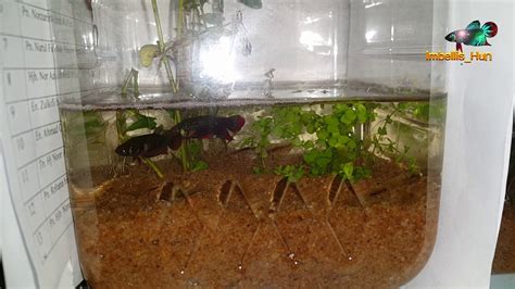 wild Betta Imbellis Breeding Process - YouTube