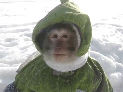 Look At This Adorable Monkey Hop Around In A Snow Suit | Monkeys funny ...