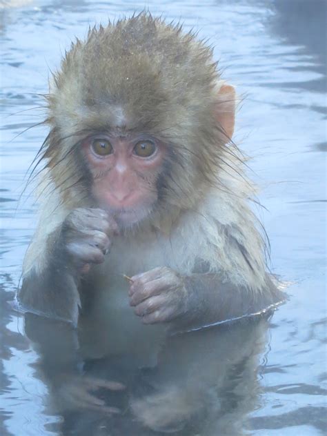 baby snow monkey Jigokudani Park, Yudanaka, Japan 12/25/12. pic by C ...