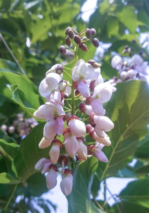 Millettia pinnata Karanj. Photo about tree, derris, beechtree, karanj ...