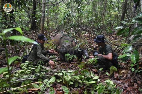 Cincinnati Zoo Born Sumatran Rhino Harapan Sires First Calf | TopsiNews.com