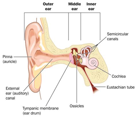 Ear Infection Symptoms: What Causes Them and How You Can Prevent Them ...