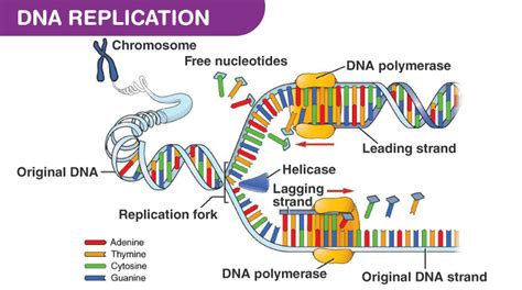 DNA Replication Process with Diagrams Class 12 - Prokaryotic ...