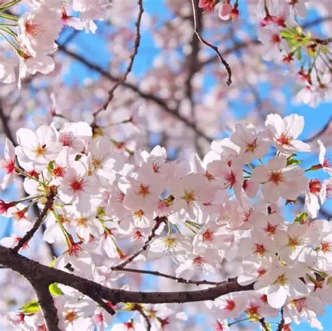 Amazon.com : CHUXAY GARDEN 5 Seeds Yoshino Cherry Tree Seeds,Prunus ...