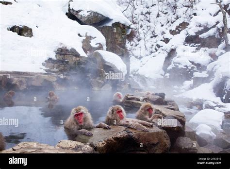 JIgokudani Monkey Park Stock Photo - Alamy