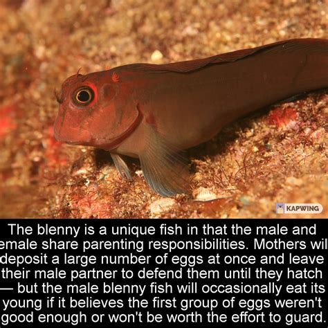 The Blenny fish. : r/Damnthatsinteresting