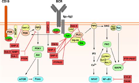 Syk Signaling Pathway