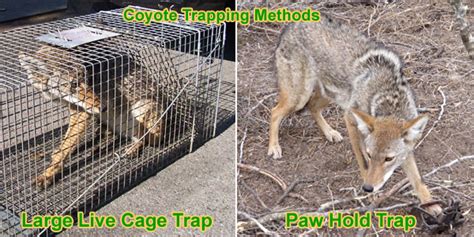 Coyote Trapping Tips - How to Trap a Coyote