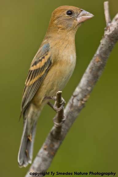 Blue Grosbeak (female)