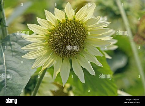 The head of a Sunflower Stock Photo - Alamy