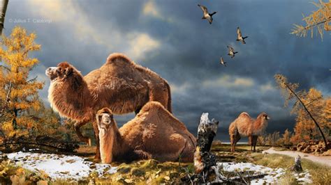 Megatylopus Adaptecus - The Spitting Camel, Survives Murder-Snow ...