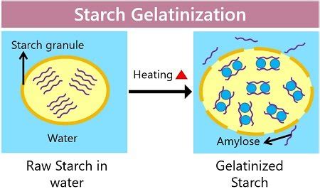 What is Starch Gelatinization? Definition, Process & Factors Affecting ...