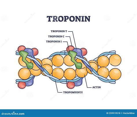 Troponin Complex and Three Regulatory Proteins Structure Outline ...