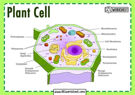 Plant Cell Labeled Parts And Functions All About s