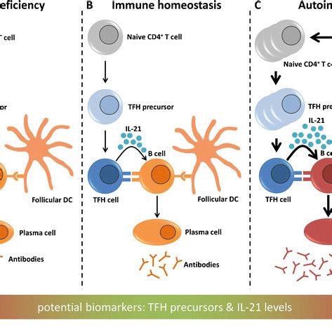 Role and function of TFH cells in immunodeficiency, immune homeostasis ...