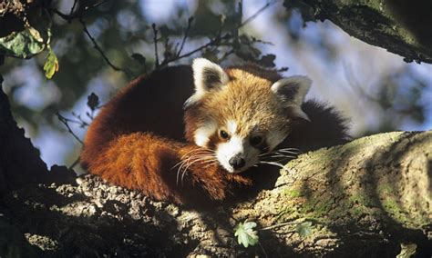 Nepal’s Latest Attraction- Red Panda- OMG Nepal