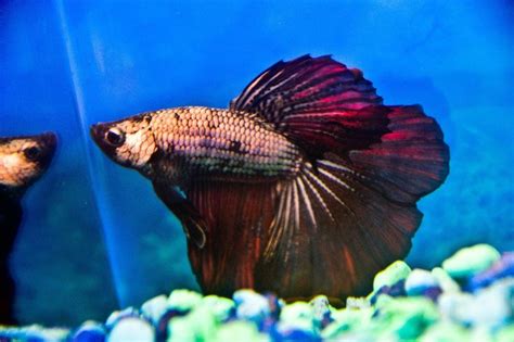 Dragon Scale Betta Male - Planted Aquaria - Bring Nature Home