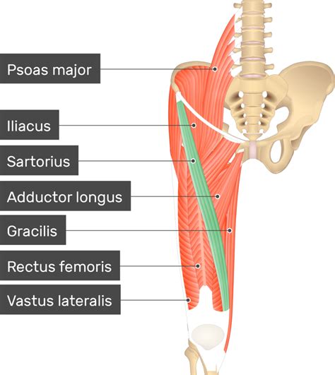 Sartorius Muscle | GetBodySmart