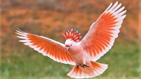 Mitchell's Cockatoo: Colour In Pink Cockatoo In Australia.