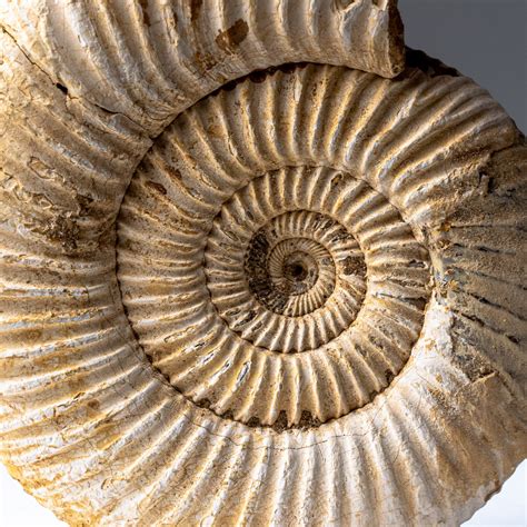 Natural Ammonite Fossil - Astro Gallery - Touch of Modern