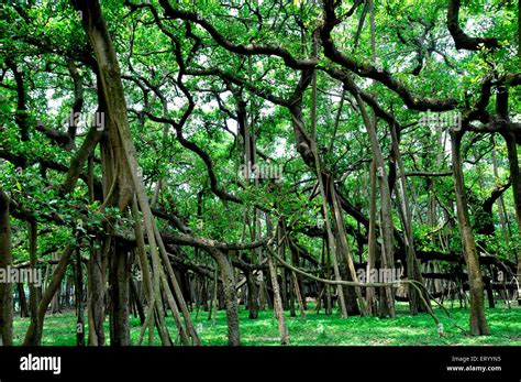 Great Banyan Tree , Ficus benghalensis , Acharya Jagadish Chandra Bose ...