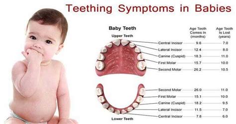 How To Tell If Toddlers Molars Are Coming In - Caridad Denton's Toddler ...