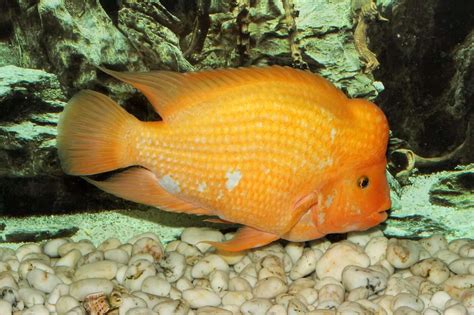 Red Devil Cichlid 101: Care, Tank Mates, Size & More