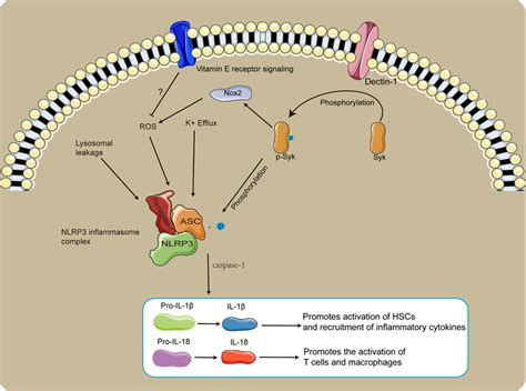 The role of NLRP3 in SSLF. The Dectin-1/Syk signaling pathway promotes ...