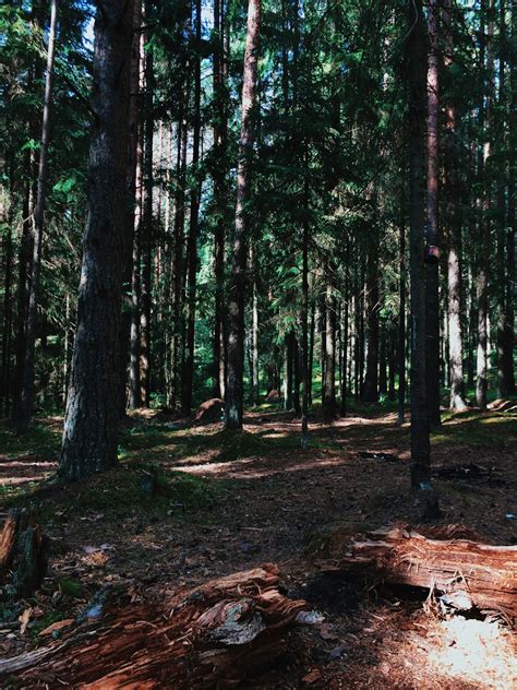 Sunny Forest Pictures | Download Free Images on Unsplash