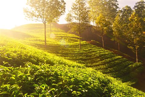 Tea Plantation Free Stock Photo - Public Domain Pictures