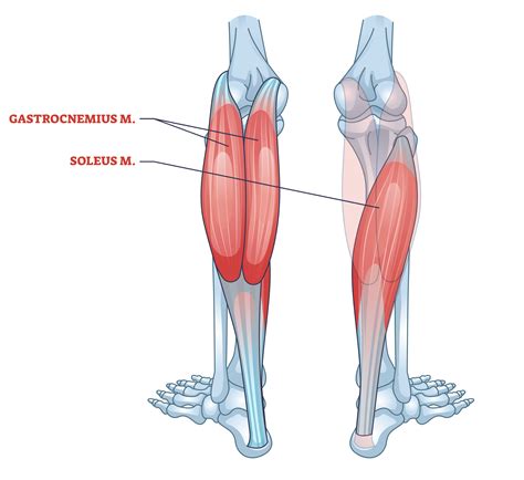 Calf Muscle Exercises