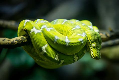 Photo: Emerald Tree Boa