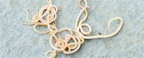 Roundworms In Dogs – Symptoms, Prevention & Treatment | NexGard® Range