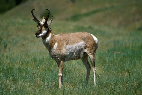 American Pronghorn - Wild About Utah